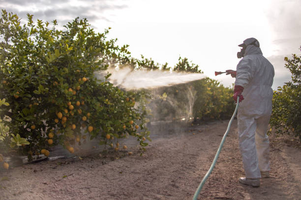 Insect Control in Foxfire, NC