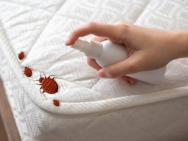 Best Bed Bug Extermination  in Foxfire, NC